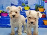 Ruhsatli Üreti̇m Çi̇ftli̇ği̇nden Mi̇nyatür Schnauzer Yavrular