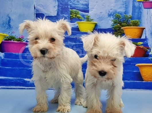 Ruhsatli Üreti̇m Çi̇ftli̇ği̇nden Mi̇nyatür Schnauzer Yavrular görsel