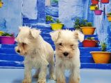 Ruhsatli Üreti̇m Çi̇ftli̇ği̇nden Mi̇nyatür Schnauzer Yavrular