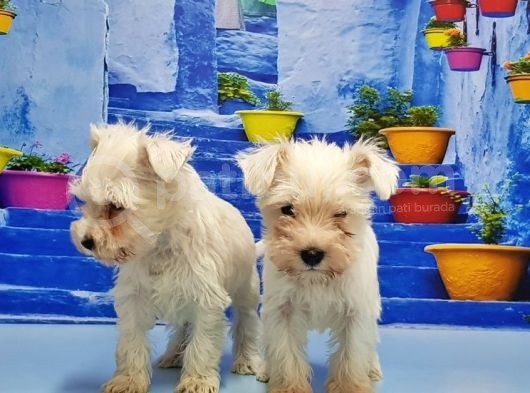 Ruhsatli Üreti̇m Çi̇ftli̇ği̇nden Mi̇nyatür Schnauzer Yavrular görsel