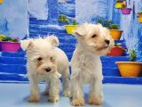 Ruhsatli Üreti̇m Çi̇ftli̇ği̇nden Mi̇nyatür Schnauzer Yavrular