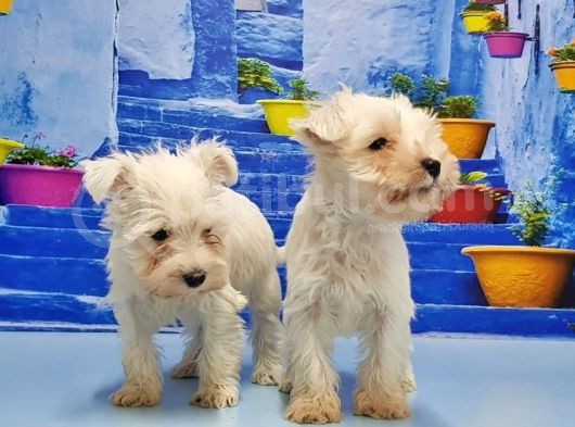 Ruhsatli Üreti̇m Çi̇ftli̇ği̇nden Mi̇nyatür Schnauzer Yavrular görsel