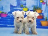 Ruhsatli Üreti̇m Çi̇ftli̇ği̇nden Mi̇nyatür Schnauzer Yavrular