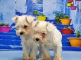 Ruhsatli Üreti̇m Çi̇ftli̇ği̇nden Mi̇nyatür Schnauzer Yavrular