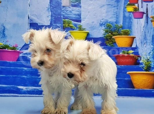 Ruhsatli Üreti̇m Çi̇ftli̇ği̇nden Mi̇nyatür Schnauzer Yavrular görsel