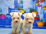 Ruhsatli Üreti̇m Çi̇ftli̇ği̇nden Mi̇nyatür Schnauzer Yavrular