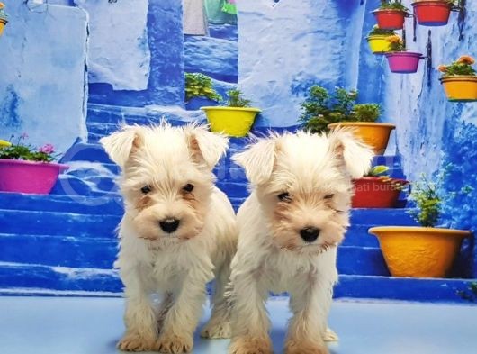 Ruhsatli Üreti̇m Çi̇ftli̇ği̇nden Mi̇nyatür Schnauzer Yavrular görsel