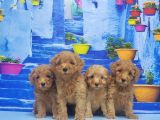 Ruhsatli Üreti̇m Çi̇ftli̇ği̇nden Toy Poodle Yavrular