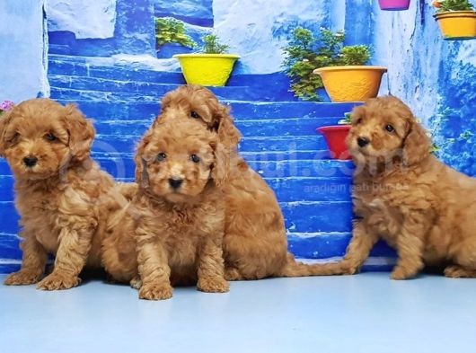 Ruhsatli Üreti̇m Çi̇ftli̇ği̇nden Toy Poodle Yavrular görsel