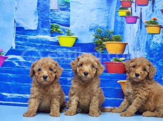 Ruhsatli Üreti̇m Çi̇ftli̇ği̇nden Toy Poodle Yavrular görsel