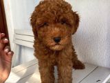 Oyuncu Toypoodle Bebekler