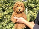 Aşili Red Poodle Bebekler Orji̇nal