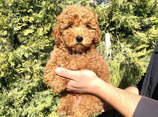 Aşili Red Poodle Bebekler Orji̇nal