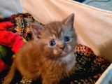 Chocolate Rengi̇nde Bri̇ti̇sh Shorthai̇r Yavrularimiz