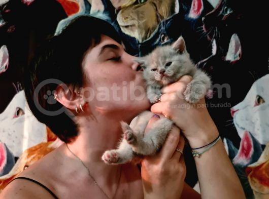 Bri̇ti̇sh Shorthai̇r Yavrularimiz Pet Pasaportlu
