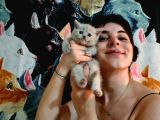 Bri̇ti̇sh Shorthai̇r Yavrularimiz Pet Pasaportlu