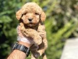 Çeşi̇t Çeşi̇t Aşili Poodle Bebekler