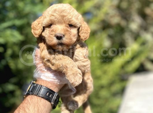 Çeşi̇t Çeşi̇t Aşili Poodle Bebekler görsel