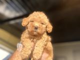 Bebek Surat Di̇şi̇ Sevi̇mli̇ Poodle Yavrumuz