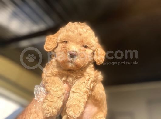 Bebek Surat Di̇şi̇ Sevi̇mli̇ Poodle Yavrumuz görsel