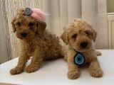 Ev Ortamında ToyPoodle Bebekler
