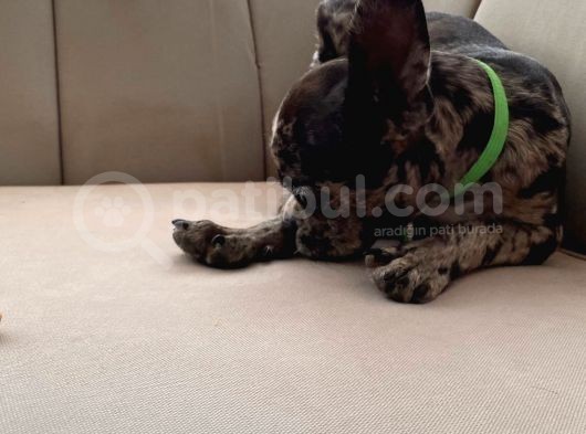 French Bulldog görsel