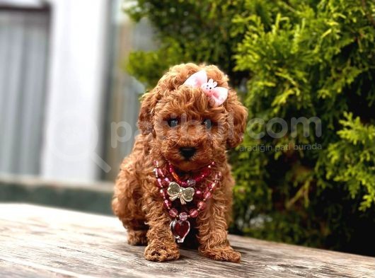 Orjinal Toy Poodle