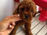 Karamelll.toypoodle’ın Yavruları
