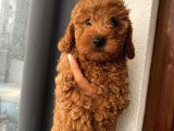 Sağlık Ve Irk Garantili Poodle Yavrularımız
