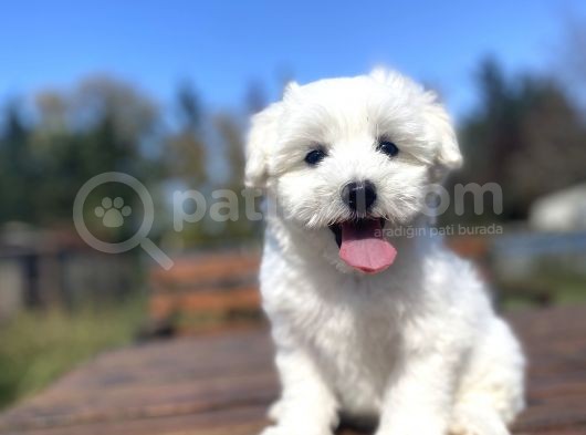 Gerçek Maltese Terri̇er Bebekler