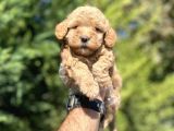 Çeşi̇t Çeşi̇t Aşili Poodle Bebekler