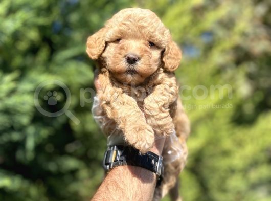 Çeşi̇t Çeşi̇t Aşili Poodle Bebekler görsel