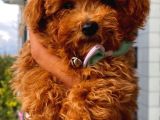 Ev Ortamında Toypoodle Bebekler