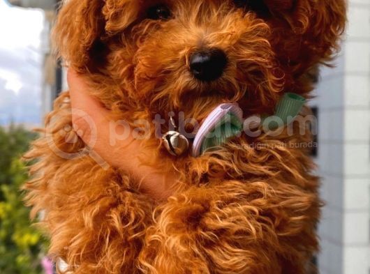 Ev Ortamında Toypoodle Bebekler görsel