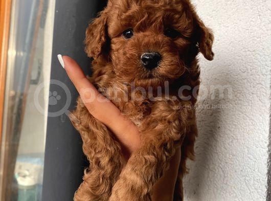 Ev Ortamında Toypoodle Bebekler görsel