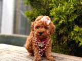 Orjinal Toy Poodle