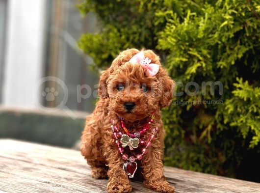 Orjinal Toy Poodle görsel