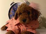 Sağlık Ve Irk Garantili Poodle Yavrularımız