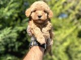 Çeşi̇t Çeşi̇t aşili Poodle Bebekler