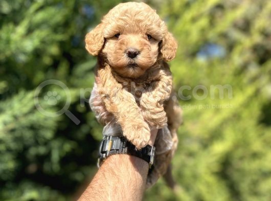 Çeşi̇t Çeşi̇t Aşili Poodle Bebekler