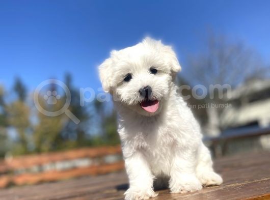 Gerçek Maltese Terri̇er Bebekler görsel