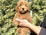 Aşili Red Poodle Bebekler Orji̇nal