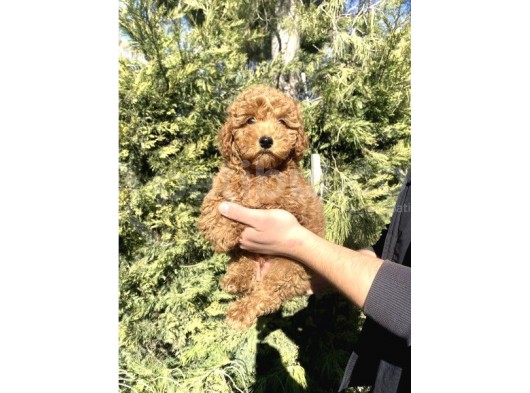 Aşili Red Poodle Bebekler Orji̇nal görsel