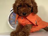 Oyuncu Toypoodle Bebekler