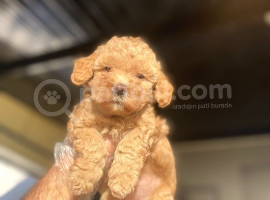 Bebek Surat Di̇şi̇ Sevi̇mli̇ Poodle Yavrumuz görsel
