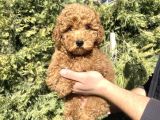 Aşili Red Poodle Bebekler Orji̇nal