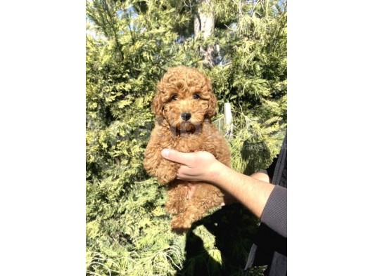 Aşili Red Poodle Bebekler Orji̇nal görsel