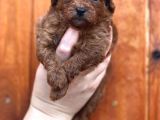 Show Kalite Toy Garantili Red Brown Yavrularim