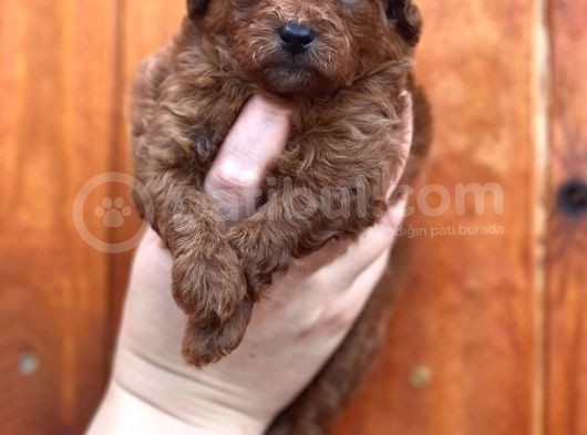 Show Kalite Toy Garantili Red Brown Yavrularim görsel