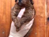 Show kalite Toy Garantili Red Brown Yavrularim